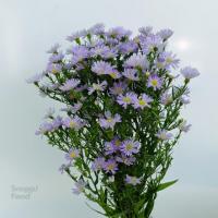 دسته گل آستر یاسی (ستاره ای)