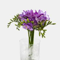 دسته گل فرزیا بنفش