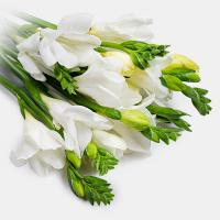 دسته گل فرزیا سفید