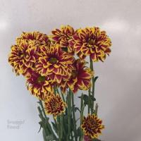 دسته گل کرزنتیا زرد قرمز
