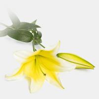 لیلیوم اورینتال لیمویی