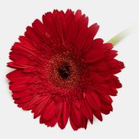 شاخه گل ژربرا قرمز