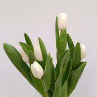 شاخه گل لاله سفید