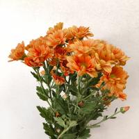 دسته گل بابونه نارنجی