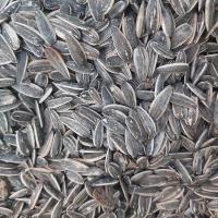 تخمه آفتابگردان دورنگ