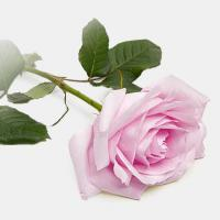 رز هلندی صورتی