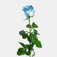 رز هلندی آبی