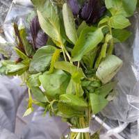 سبزی ریحان سبز