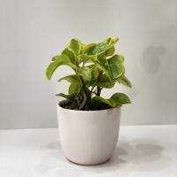 گلدان قاشقی ابلق