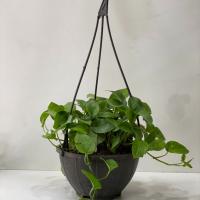 گلدان پتوس سبز