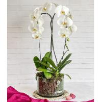 ارکیده سفید دو شاخه