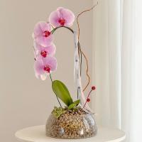 گلدان ارکیده یاسی