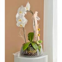 گلدان ارکیده سفید بهاری