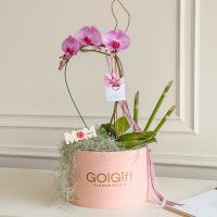 ارکیده یاسی مادام