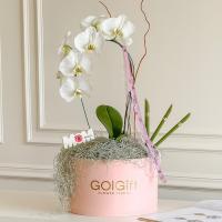 ارکیده سفید مون لایت