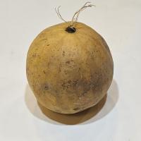 هندوانه ابوجهل