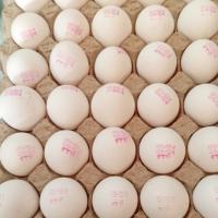 تخم مرغ شانه ای