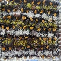 خرما مخصوص گردویی