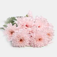 گل داوودی مینیاتوری گلبهی