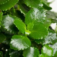 گلدان کالانکوا