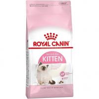 رویال کنین بچه گربه کیتن فله