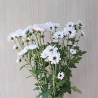 دسته گل کزنتیا بابونه سفید