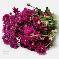 دسته گل داوودی بنفش