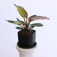 گلدان فیلودندرون پرتقالی