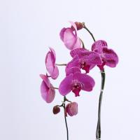 گلدان ارکیده بنفش