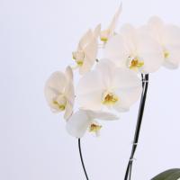 گلدان ارکیده سفید