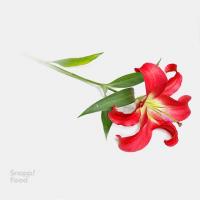 لیلیوم اورینتال زرشکی