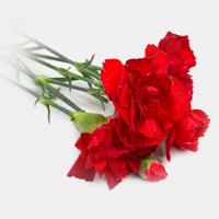 دسته گل میخک قرمز