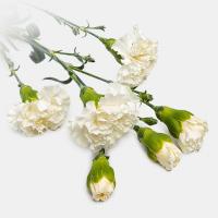 دسته گل میخک سفید