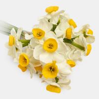 دسته گل نرگس