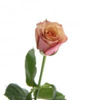 رز هلندی وینتیج