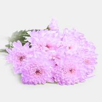 دسته گل داوودی مینیاتوری یاسی