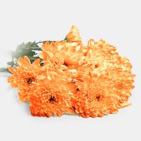 دسته گل داوودی مینیاتوری نارنجی