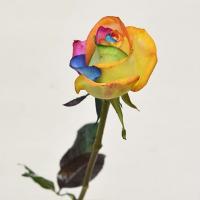 رز هلندی هفت رنگ