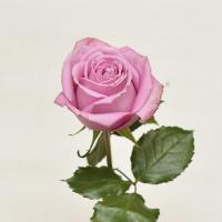 رز هلندی صورتی