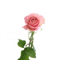 رز هلندی هرموسا