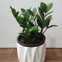 گلدان زاموفیلیا کوچک