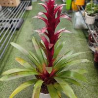 گلدان گازمانیا