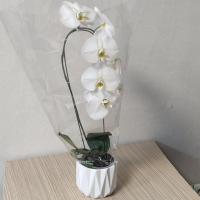 گلدان ارکیده سفید