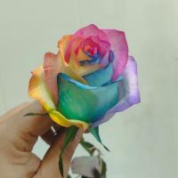 رز هفت رنگ