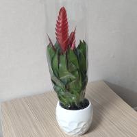 گلدان فرزیا