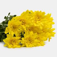 دسته گل داوودی زرد