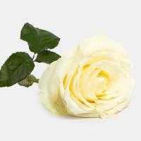 رز هلندی سفید