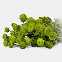 دسته گل داوودی سبز