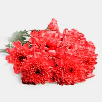 دسته گل داوودی قرمز