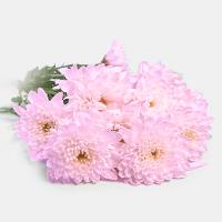 دسته گل داوودی صورتی